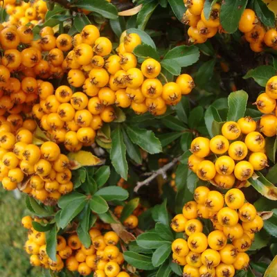 Produktbild von 2 x  Feuerdorn  - Pyracantha 'Teton'  | 30-40 cm in Container