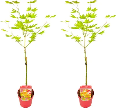 Zdjęcie produktu dla Bloomique - Zestaw 2 szt. - Acer Shirasawanum Moonrise - klon japoński na pniu - Rośliny ogrodowe - Drzewo - Odporne na zimę - Wysokość 80-100 cm - Doniczka 19 cm