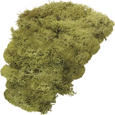 Imagen del producto de KNORR prandell 216694420 Islandmoos, color verde claro