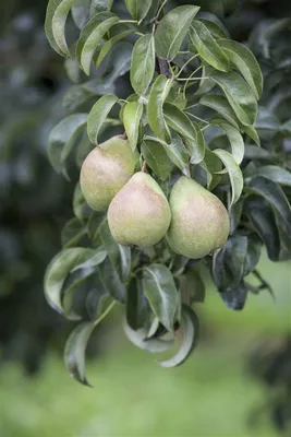 Produktbild von Pyrus communis, Birnbaum, 60–100 cm, robust und ertragreich