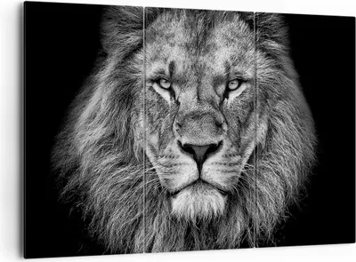 Produktbild von Bild auf Leinwand - Leinwandbild - 3 Teile - Porträt Löwe Schwarzweiß - 165x110cm - Wand Bild - Wanddeko - Wandbilder - Leinwanddruck - Bilder - Wanddekoration - Leinwand bilder - CE165x110-4494