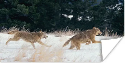 Produktbild von MuchoWow® Poster Wolf - Baum - Tiere 40x20 cm - Poster für die Wand - Poster Schlafzimmer