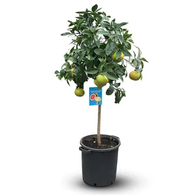 Image de Pamplemoussier- pomelos - citrus × paradisi - agrume méditerranéen - arbre fruitier - ↕ 130-150 cm - ⌀ 35 cm