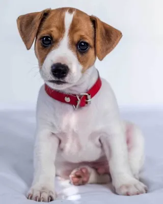 Produktbild von Jerry Fabrics Jack Russel Terrier Kocyk dziecięcy z mikroflaneli 120x150 cm