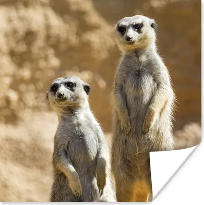 Produktbild von MuchoWow® Poster Felsen - Erdmännchen - Tiere 50x50 cm - Wohnzimmerdekoration