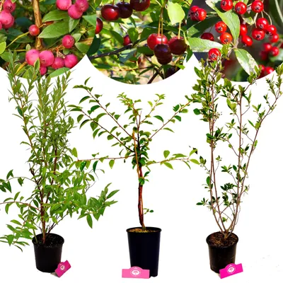 Obrázek produktu pro Sada 3 velkých ovocných rostlin - 1 růžová bobule, 1 aronie, 1 třešňový keř - výška 80 cm - 2/3 litrový květináč - Mix A