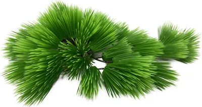 Produktbild von Aqua Della Aquarium Dekoration Eleocharis grün