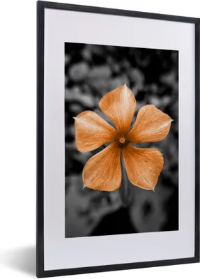 Produktbild von MuchoWow® MuchoWow® Gerahmtes Poster Blumen - Orange - Schwarz - Weiß 40x60 cm - Poster mit zchwarzem Bilderrahmen - Poster in Rahmen