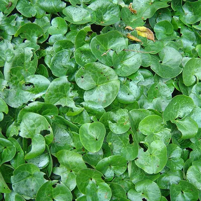 Zdjęcie produktu dla 6 x Europejska marzanka (Asarum europaeum) | Doniczka 9x9 cm