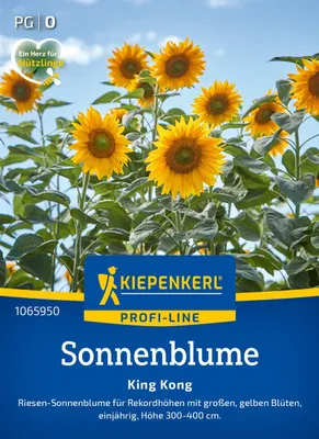 Produktbild von Kiepenkerl Sonnenblumensamen King Kong Helianthus annuus 15 Pflanzen