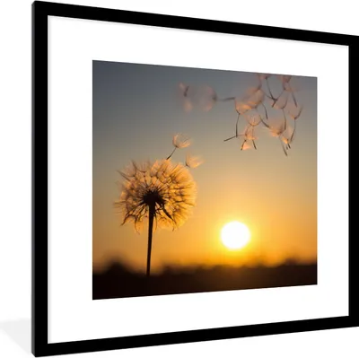 Produktbild von MuchoWow® Gerahmtes Poster Löwenzahn - Sonne - Sonnenuntergang 40x40 cm - Poster mit Schwarzem Bilderrahmen Wandposter Rahmen Foto Bilder - Poster - Plakat im Rahmen