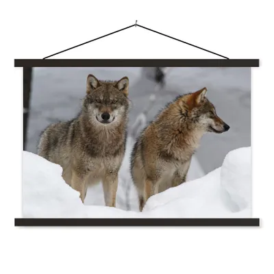 Produktbild von MuchoWow® Textilposter Wolf - Schnee - Tiere 150x100 cm mit schwarzem Rahmen - Schlafzimmer