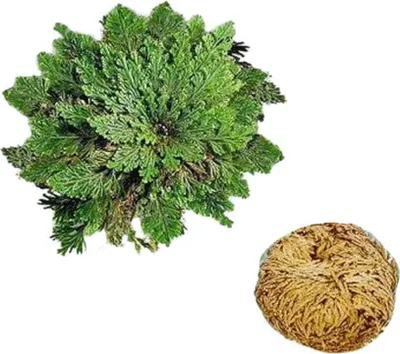 Produktbild von Rose von Jericho - Selaginella lepydophylla Knollen im Set - ewige Rose, Wüstenrose, Sandrose, Jericho Rosen Auferstehungspflanze