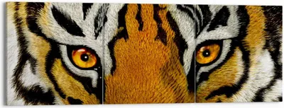 Produktbild von Bild auf Leinwand - Leinwandbild - Tiger Tiere Natur Safari - 150x50cm - Wand Bild - Wanddeko - Leinwanddruck - Bilder - Kunstdruck - Wanddekoration - Leinwand bilder - Wandkunst - CA150x50-1549
