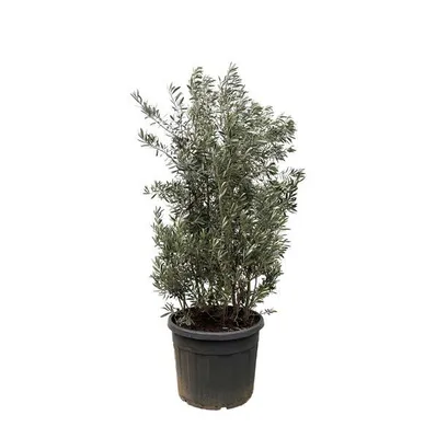 Zdjęcie produktu dla Everyplants Olea Europaea krzew - 225 cm, Ø50 cm