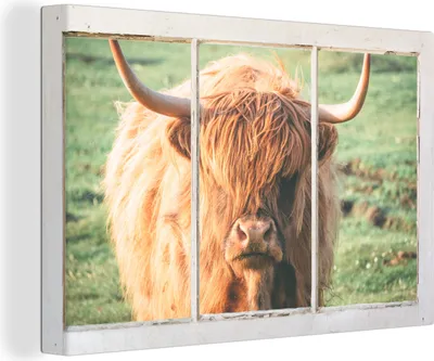 Produktbild von OneMillionCanvasses® - Leinwandbilder - 140x90 cm, Schottische Hochlandrind - Natur - Ansicht, - Geöffnetes Fenster - Fensterblick Hochland Rind - Tier Wanddekoration - Hochland Rind - Kuh - Gemälde auf Holzrahmen