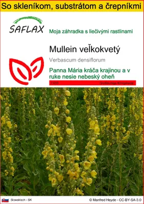 Obrázok produktu pre SAFLAX Kultivačný set - Mullein veľkokvetý - Verbascum densiflorum - 500 Semená - S mini skleníkom, pestovateľským substrátom a 2 črepníkmi