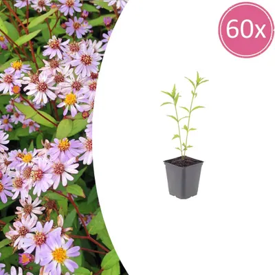 Produktbild von Kalimeris incisa 'Blue Star' | 60 Stück - 10-25cm - Ø9cm - Gartenpflanze
