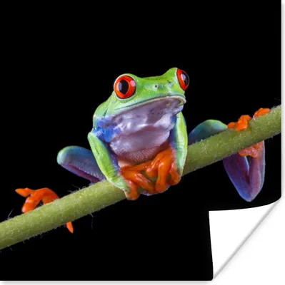 Produktbild von MuchoWow® Poster Frosch - Orange - Grün 50x50 cm - Wohnzimmerdekoration