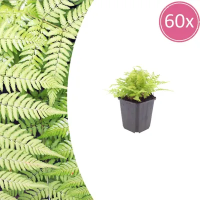Produktbild von Dryopteris filix-mas | 60 Stück - 10-25cm - Ø9cm - Gartenpflanze
