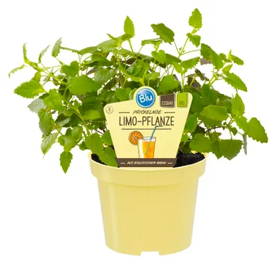 Produktbild von Limonadenpflanze - Limokraut- Agastache mexicana - Kräuterpflanze im 12cm Topf