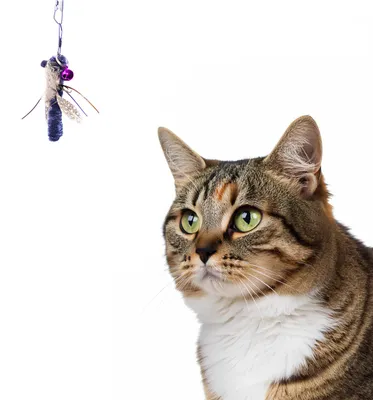 Produktbild von Spielanhänger für Katzenangel · kleine Libelle · 5,5 x 1 x 1 cm · blau