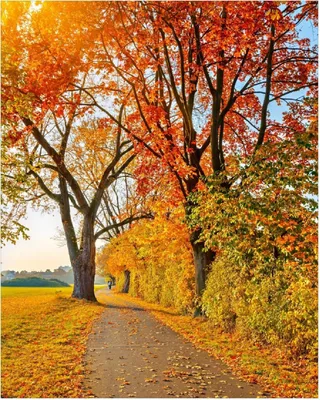 Produktbild von Wallario Poster - Herbstlicher Waldweg mit buntem Laub, Kunstdruck Größe: 40 x 50 cm