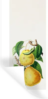 Produktbild von MuchoWow® Wandtattoo Wandsticker Wandaufkleber Lebensmittel - Birne - Obst 20x40 cm Selbstklebend und Repositionierbar - Selbstklebend - Fototapeten