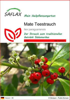 Produktbild von SAFLAX - Mate Teestrauch - Ilex paraguariensis - 10 Samen