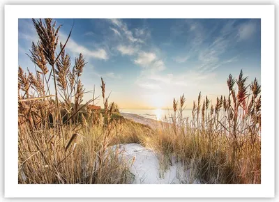 Produktbild von Poster - Poster ohne Rahmen - Ähren Küste Sonne - 70x50 cm - Wand Bild - Wanddeko - Wandbilder - Kunstposter - Wandposter - Bilder - Kunstdruck - Wanddekoration - Wandbild - P2XAA70x50-4653