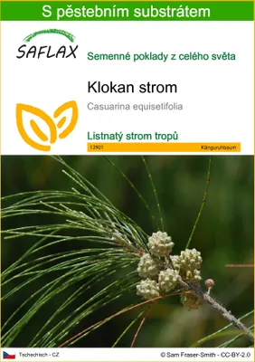 Obrázek produktu pro SAFLAX - klokan strom - Casuarina equisetifolia - 200 Semena - S pěstebním substrátem bez klíčků