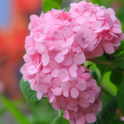 Obrázok produktu pre 2 x  Hortenzie  - Hydrangea macrophylla 'Bouquet Rose'  | 25-30 cm v kontajneri