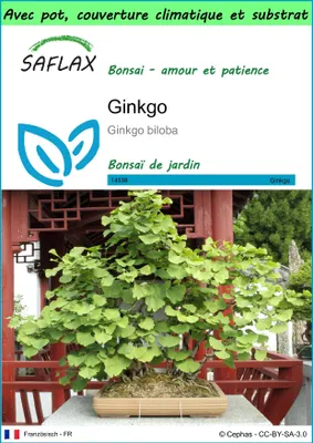 Image de SAFLAX Garden to go - Ginkgo - 4 graines - Ginkgo