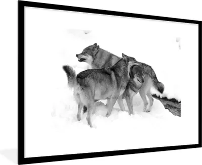Produktbild von MuchoWow® MuchoWow® Gerahmtes Poster Europäische Wölfe - schwarz und weiß 90x60 cm - Poster mit zchwarzem Bilderrahmen - Wanddekoration - Fotos