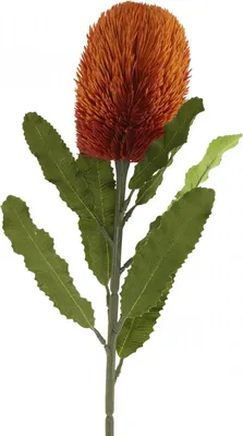 Produktbild von Kunstblume Banksia für Herbstdekoration und Trauerfloristik