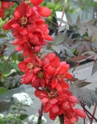 Produktbild von Chaenomeles Fusion - Japanische Quitte Fusion - 40-60 cm