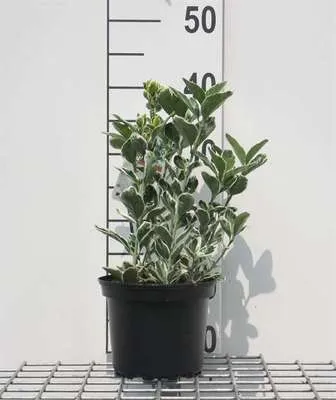 Zdjęcie produktu dla Euonymus jap. 'Kathy'® - Krzew korkowoskrzydły 20-30 cm pojemnik