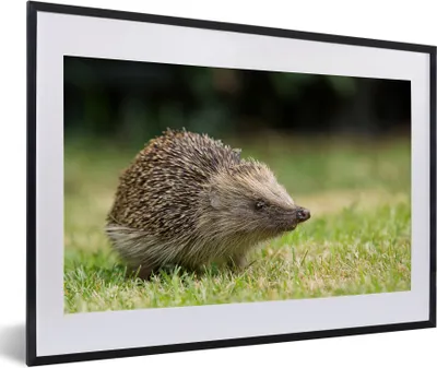 Produktbild von MuchoWow® Gerahmtes Poster Igel im Garten 60x40 cm - Poster mit Schwarzem Bilderrahmen Wandposter Rahmen Foto Bilder - Schlafzimmer - Plakat in Rahmen - Drucken