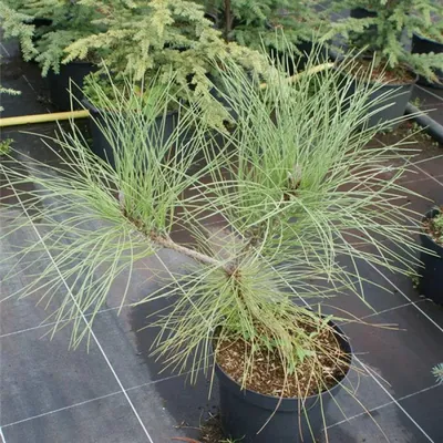 Produktbild von Pinus coulteri - Coulter Kiefer - immergrün - 40-50cm