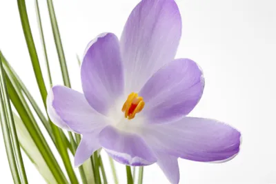 Produktbild von Crocus sativus, Safrankrokus, violett, ca. 9x9 cm Topf