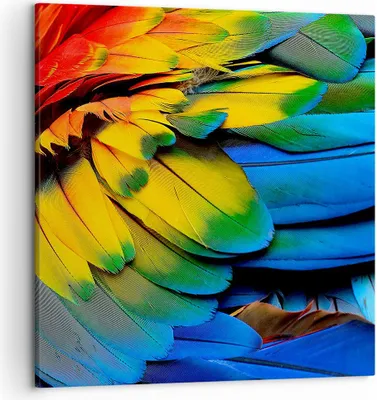 Produktbild von Bild auf Leinwand - Leinwandbild - Feder Papagei Vogel - 50x50cm - Wand Bild - Wanddeko - Wandbilder - Leinwanddruck - Bilder - Kunstdruck - Wanddekoration - Leinwand bilder - Wandkunst - AC50x50-3428