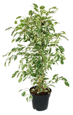 Produktbild von Ficus benjamini "Twilight" im 17cm Topf
