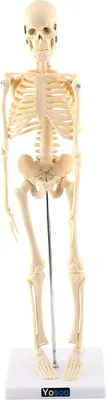 Obrázok produktu pre 1 ks anatomický model ľudského kostry – lekárska pomôcka na výučbu anatómie so podstavcom
