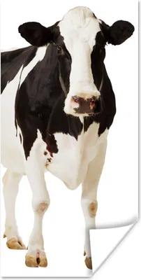 Produktbild von MuchoWow® Poster Kuh - Weiß - Schwarz - Tiere 60x120 cm - Wandschmuck