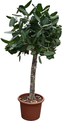 Zdjęcie produktu dla Figowiec Banyan - Ficus Benghalensis - Roślina domowa - 180cm - ø45cm