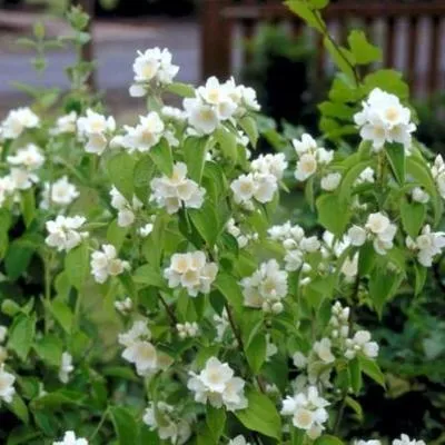 Zdjęcie produktu dla Philadelphus 'Lemoinei' - jaśminowiec wonny, pipewina 60-80 cm - pojemnik