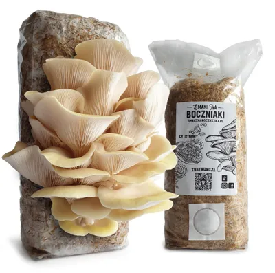Zdjęcie produktu dla Boczniak cytrynowy – podłoże do domowej uprawy grzybów 2,2 kg