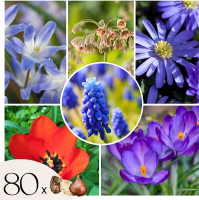 Image de Mélange de bulbes qui attirent les abeil - Set de 80 - Bulbes à fleurs