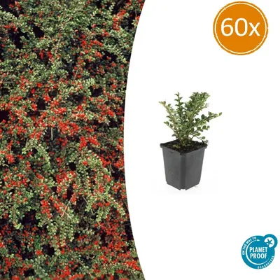 Productafbeelding van Cotoneaster horizontalis | 60 stuks - 10-25cm - Ø9cm - Tuinplant