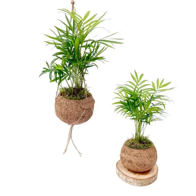 Obrázok produktu pre Kokodama Chamaedorea elegans (L)